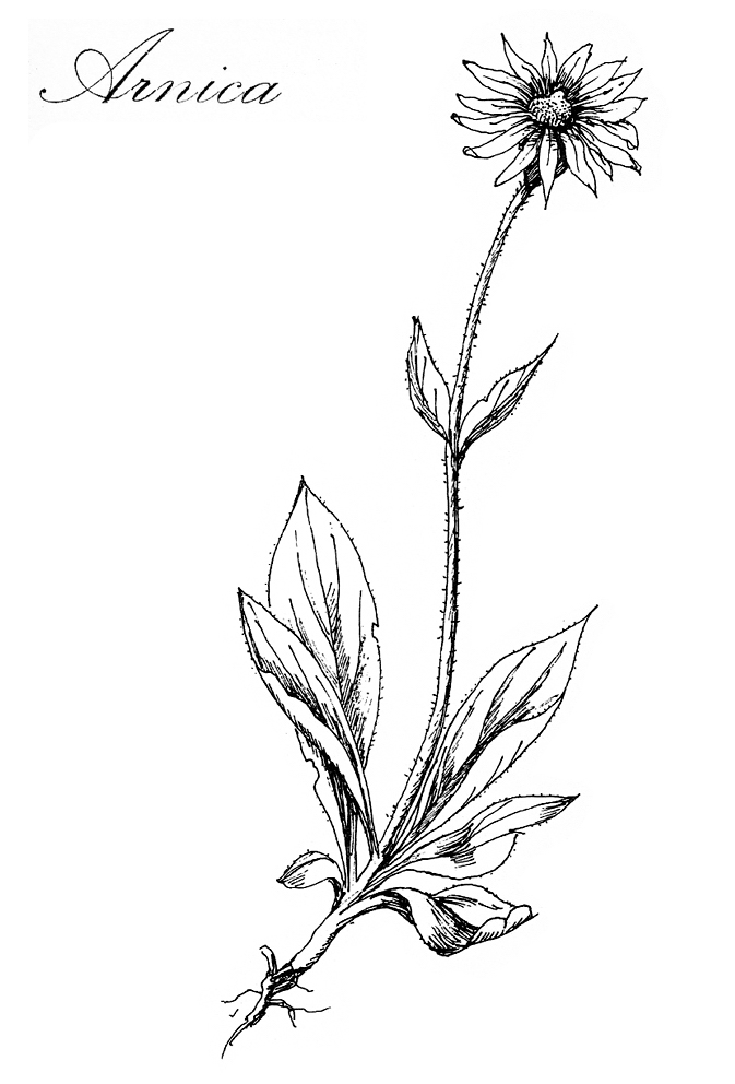 arnica